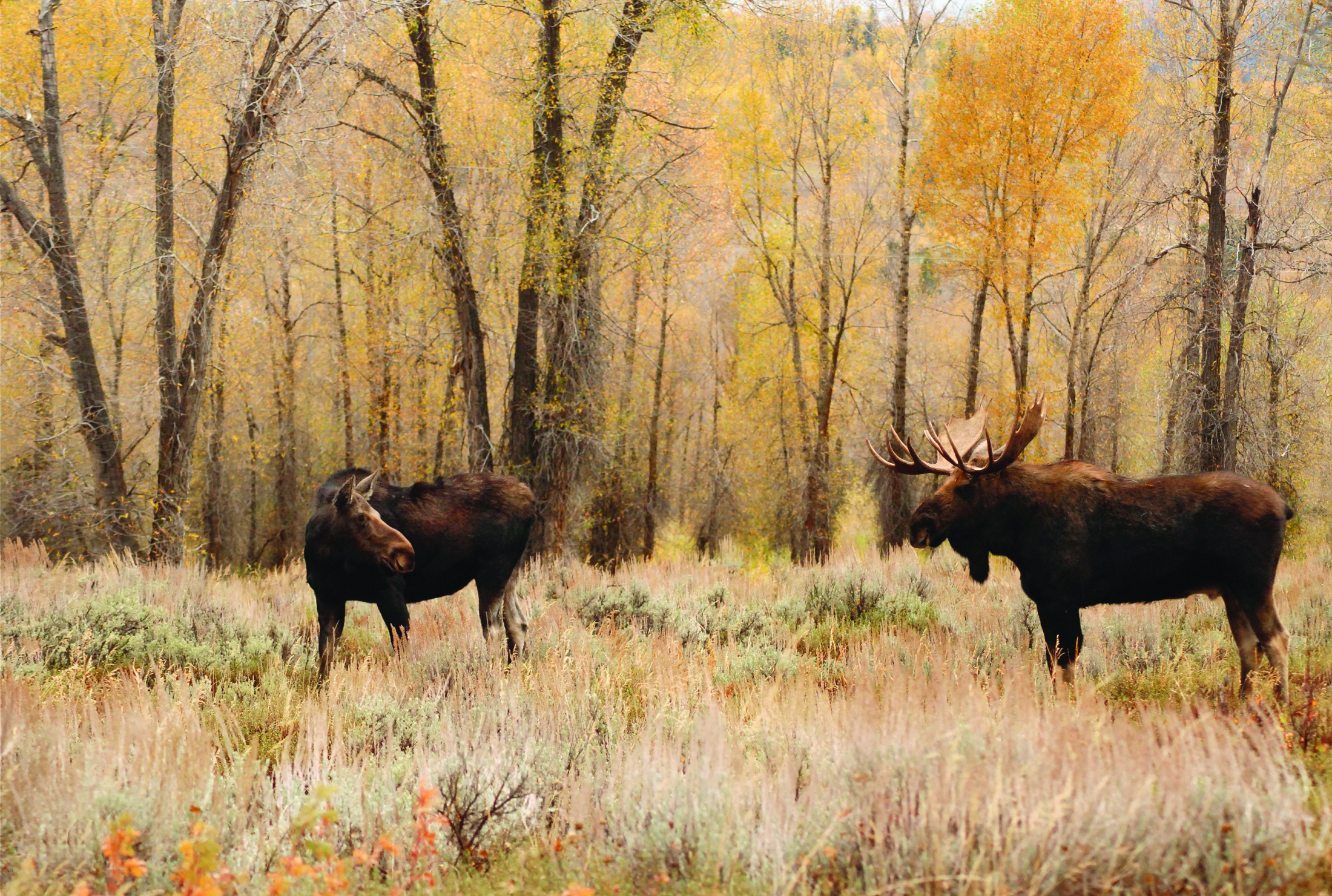 Modernizing Alberta’s Wildlife Regulation | Supply Post - Canada's #1